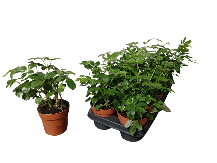 <h4>SCHEF AR OV</h4>