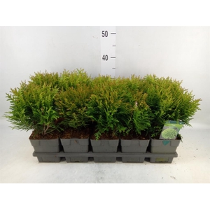 Thuja occid. 'Danica'