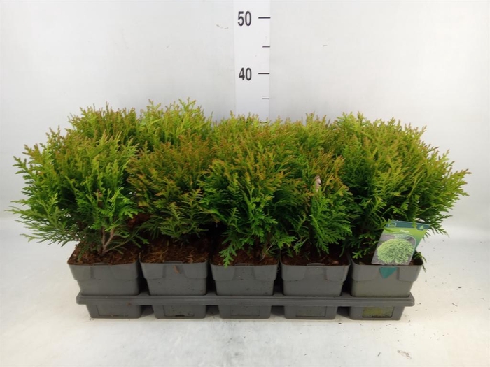 <h4>Thuja occid. 'Danica'</h4>