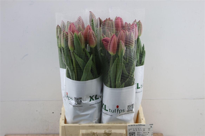 <h4>Tu En Fr La Romaine</h4>