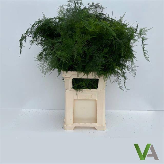 <h4>ASPARAGUS SETACEUS LANG GETOPT</h4>