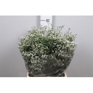 Lim Sin Mountain Diamond White