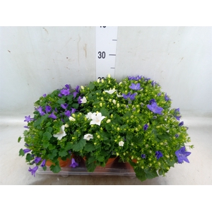 Campanula   ...