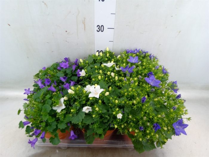 <h4>Campanula   ...</h4>