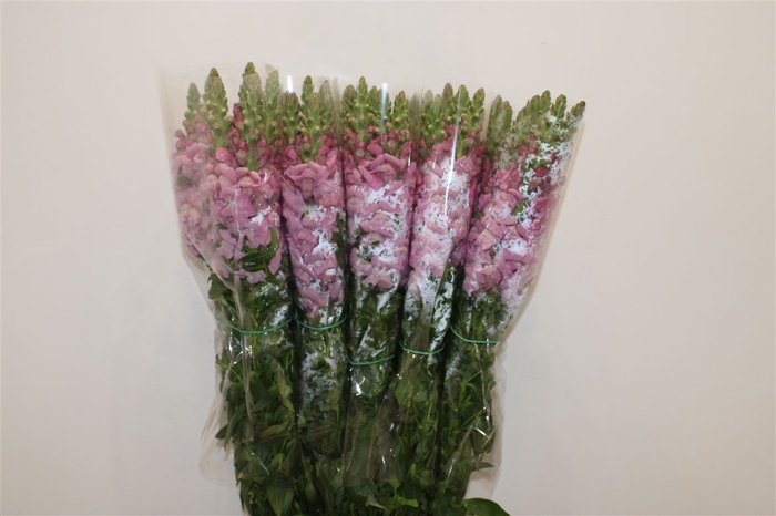 <h4>Antir Overig Lavender</h4>