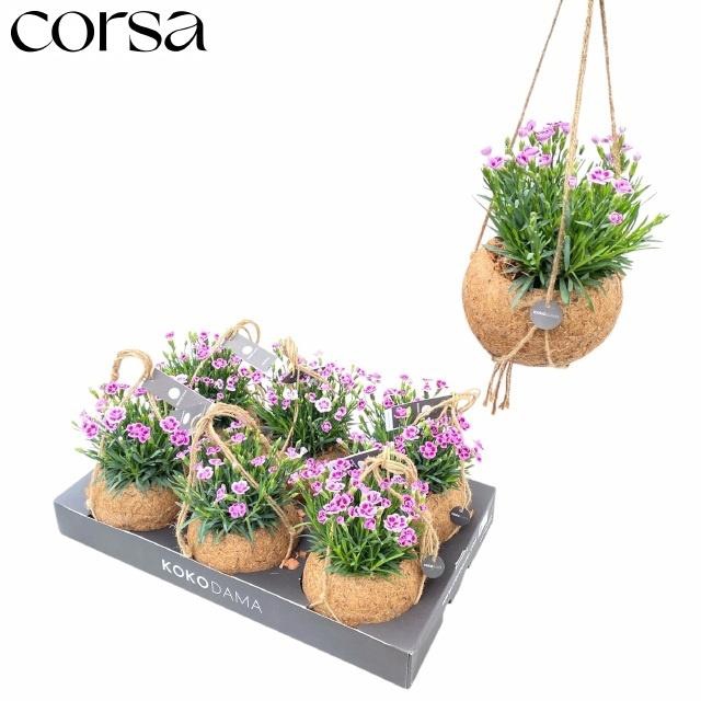 Dianthus Pink Kisses