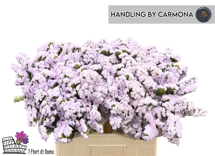 <h4>LIM S TESSA LAVENDER</h4>