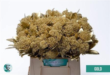 <h4>Skim Ov Bs Kl Goud</h4>