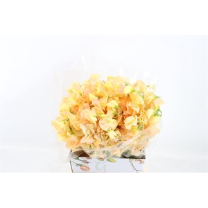 Lathyr Odor Colored Light Yellow