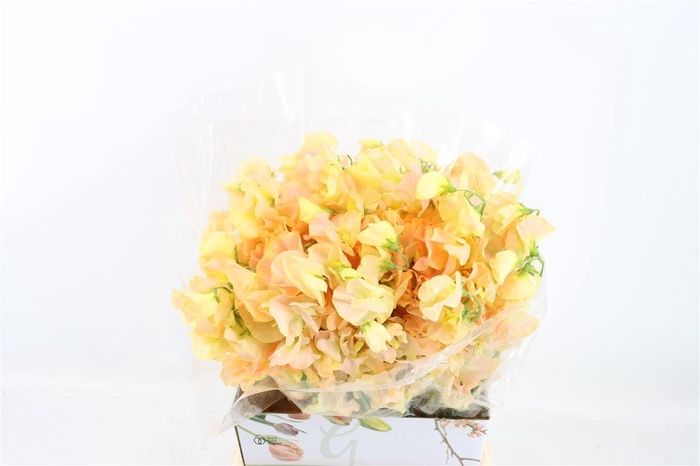 <h4>Lathyr Odor Colored Light Yellow</h4>