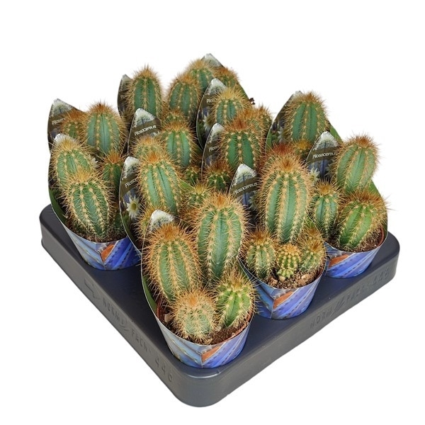 <h4>PILOSOCEREUS GOUNELLEI - POT Ø 6,5 WITH POTCOVER (CACTUS)</h4>