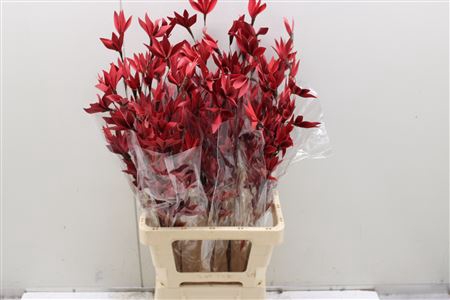 <h4>Peacock Flowe Dark Red</h4>