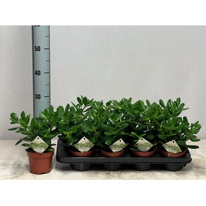 CRASS OVATA