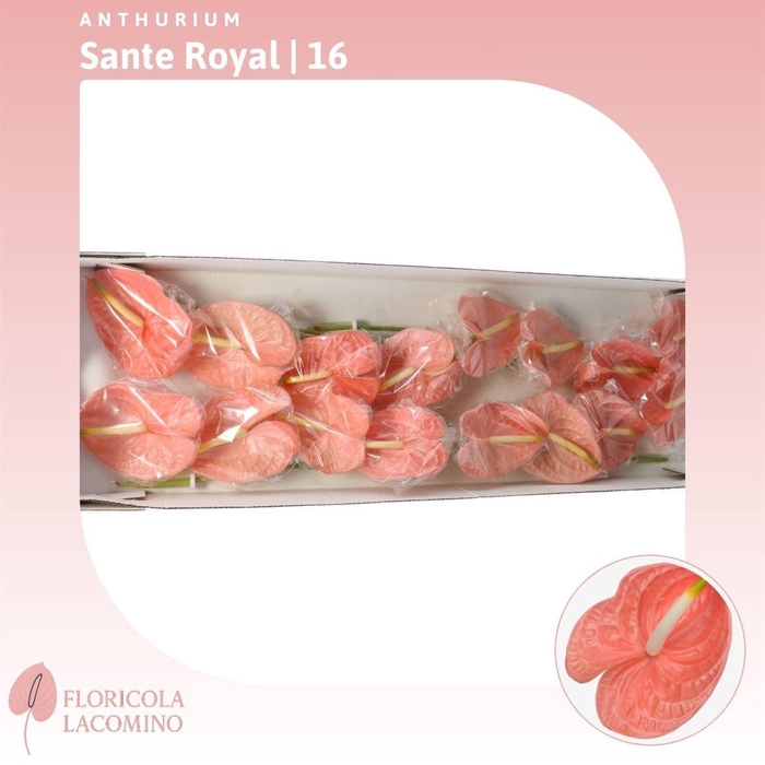 <h4>Anthurium Sante Royal</h4>