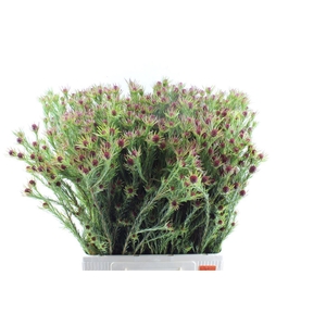 Leucad Jubilee Crown