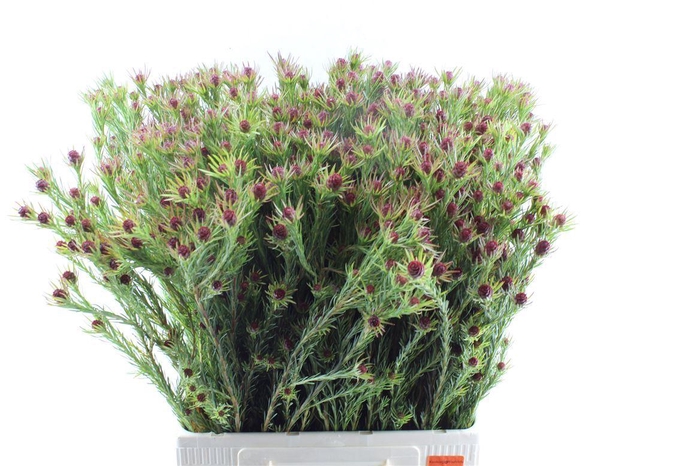 <h4>Leucad Jubilee Crown</h4>