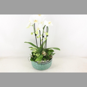 arr2 PL - Ker. pot verde Phal. 285/3