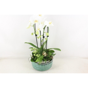 arr2 PL - Ker. pot verde Phal. 285/3