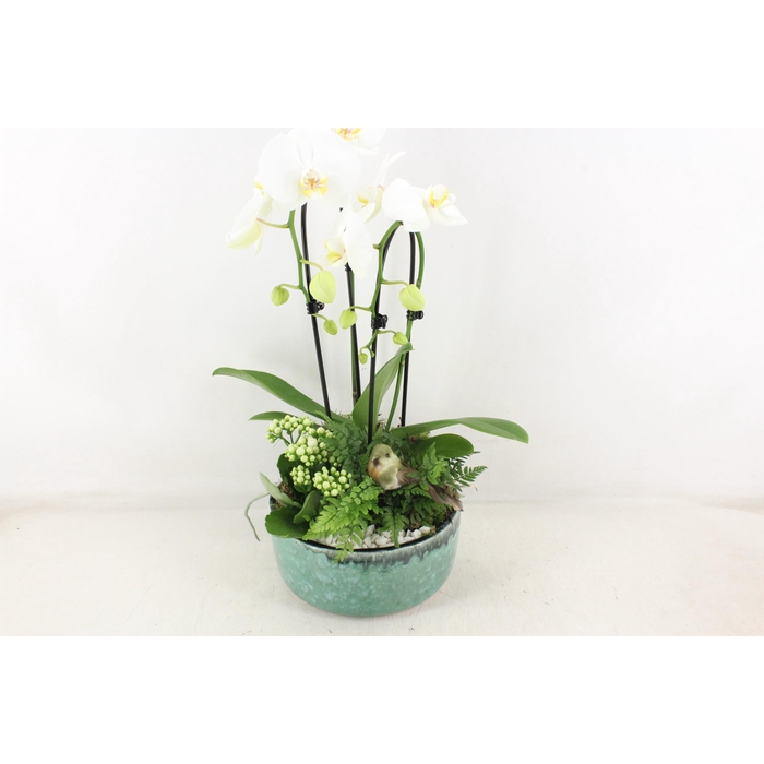 <h4>Arr2 Pl - Ker. Pot Verde Phal. 285/3</h4>