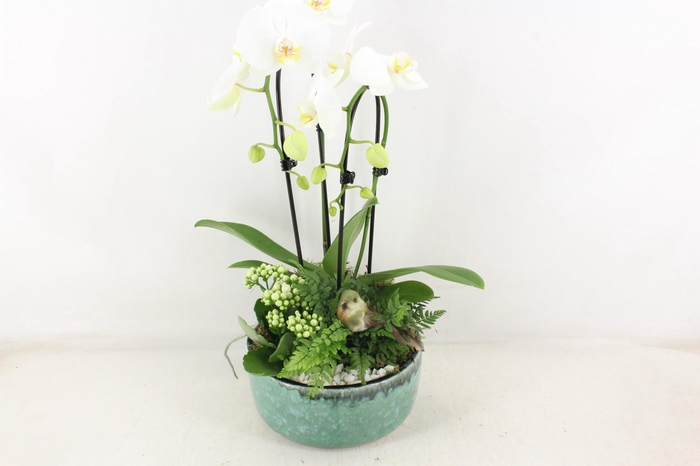 <h4>arr2 PL - Ker. pot verde Phal. 285/3</h4>