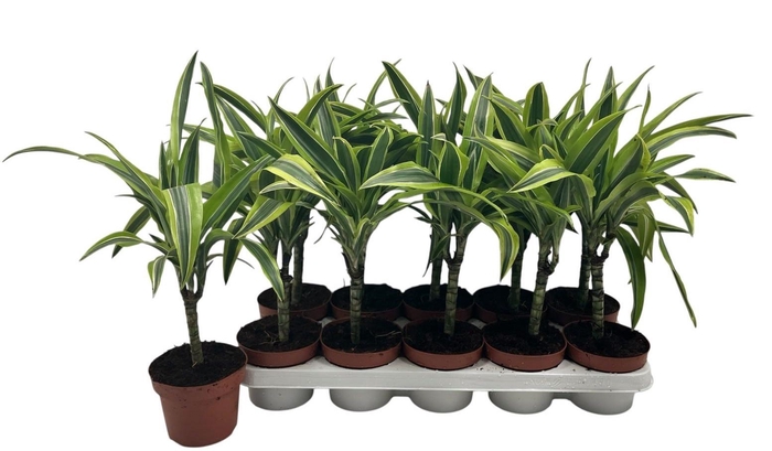 <h4>DRA DE LEMON LIME</h4>