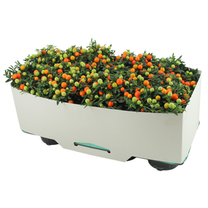 Solanum Pseudocapsicum P13 Decorum