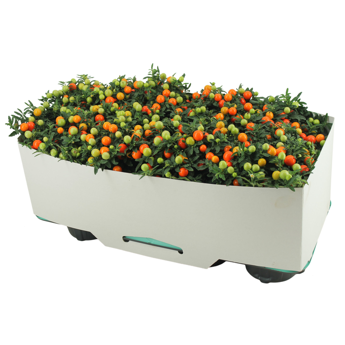 <h4>Solanum Pseudocapsicum P13 Decorum</h4>