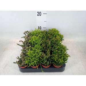 Rhipsalis   ...mix