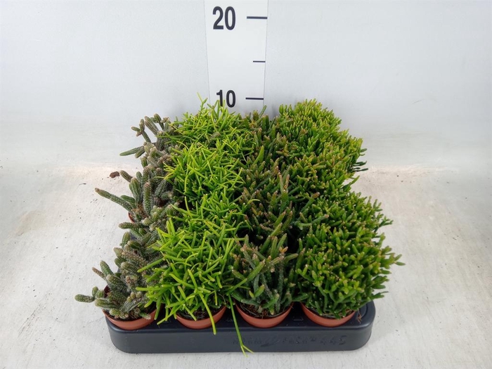 <h4>Rhipsalis   ...mix</h4>