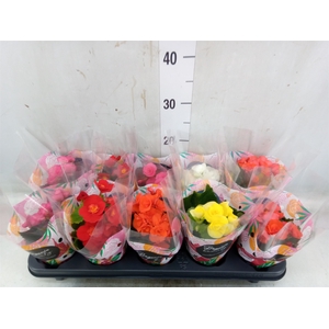 Begonia elat. DU   ...mix