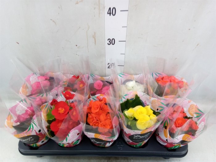 <h4>Begonia elat. DU   ...mix</h4>