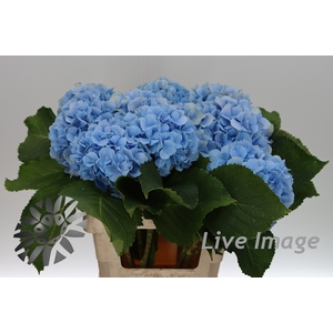 Hydrangea verena blue