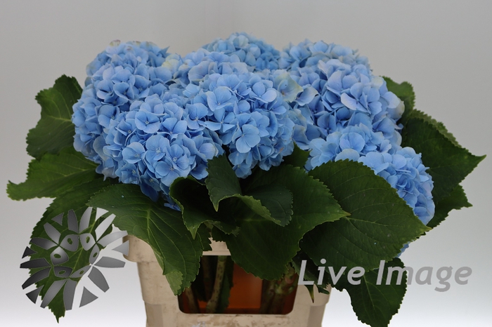 <h4>Hydrangea verena blue</h4>