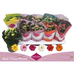 KAL GE PERF GEM 6 KL