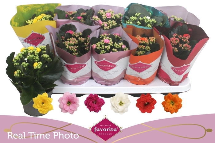 <h4>KAL GE PERF GEM 6 KL</h4>