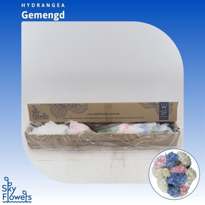 <h4>Hydrangea Gemengd</h4>