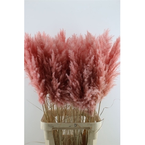 Cortaderia Super Pink