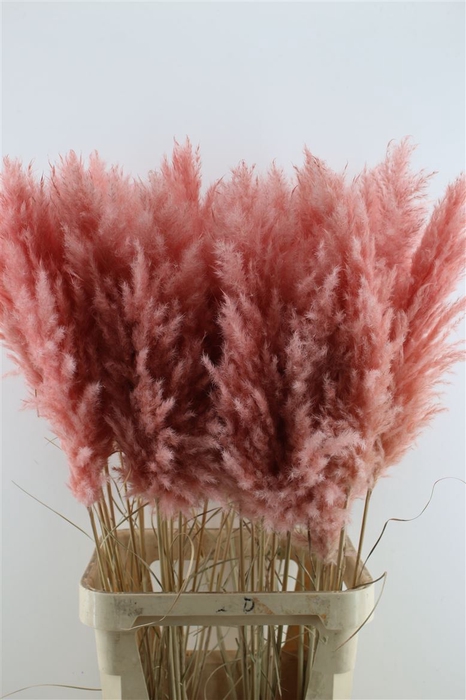 <h4>Cortaderia Super Pink</h4>