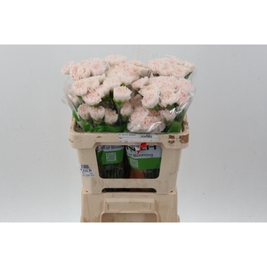 Di St Brut 50cm