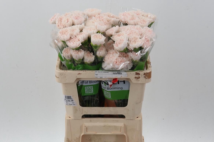 <h4>Di St Brut 50cm</h4>