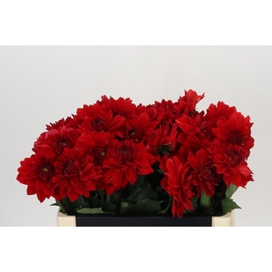 Dahlia Heatwave