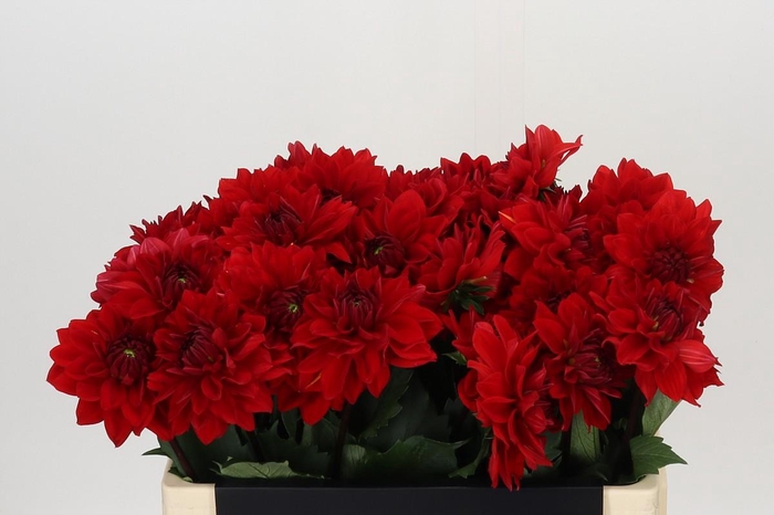 <h4>Dahlia Heatwave</h4>