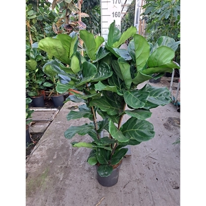 Ficus Lyrata toef 150