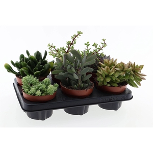 Succulents   ...