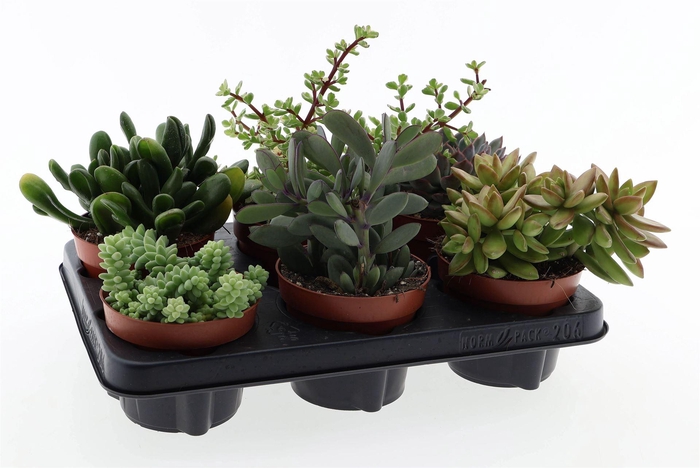 <h4>Succulents   ...</h4>