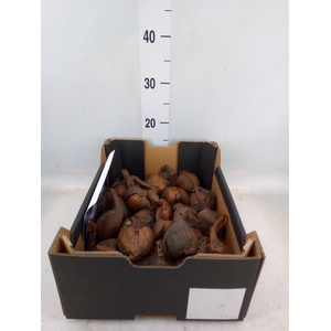 Flowerbulbs, corns or tubers   ...