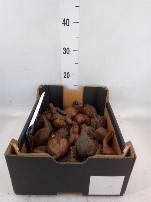 <h4>Flowerbulbs, corns or tubers   ...</h4>