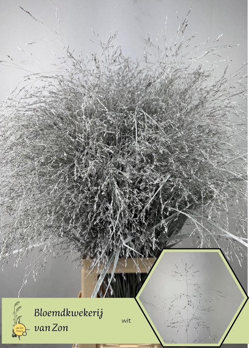 <h4>Siergr Ov Klb H%</h4>