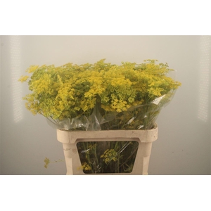 Angelica Gigas Yellow