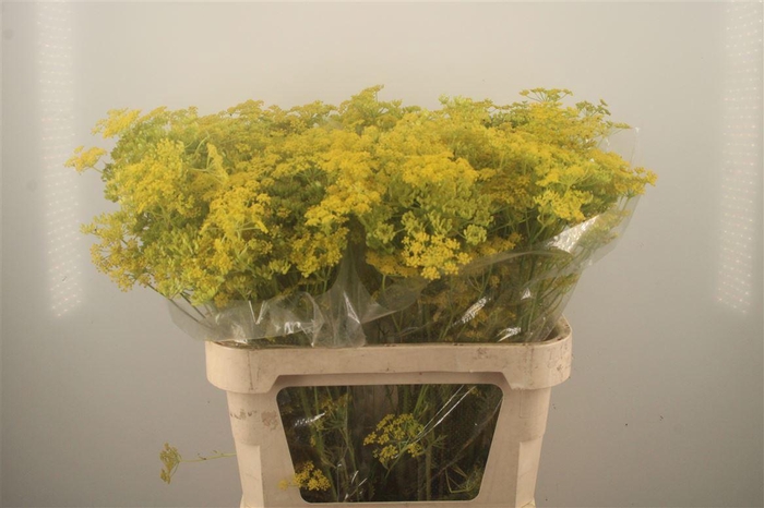 <h4>Angelica Gigas Yellow</h4>
